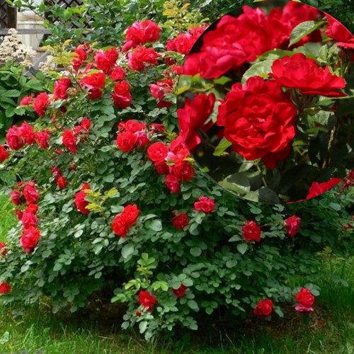 Rosa 'Hansaland' - Pargiroos 'Hansaland' C4/4L